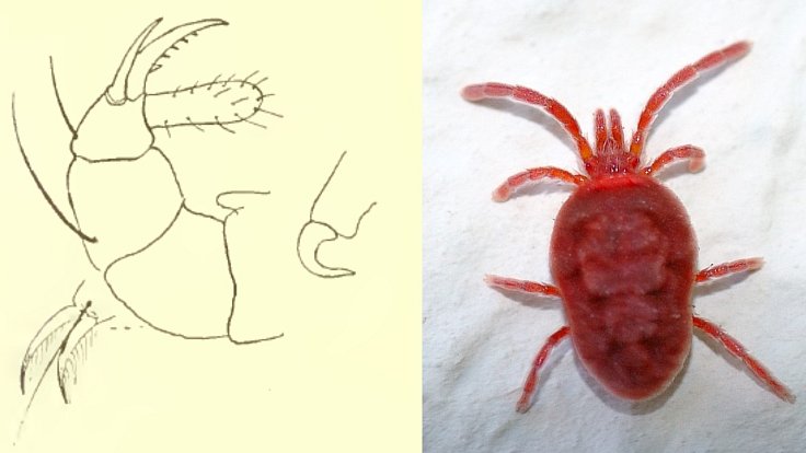 Na snímku vlevo je poběžník Banksův v detailech, vpravo ukázka roztoče coby malého pavoukovce