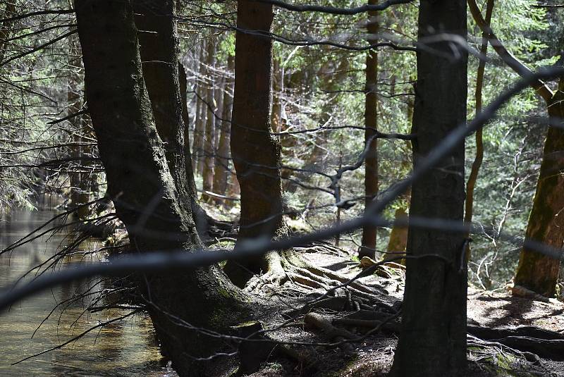 Horské lázně Karlova Studánka lákají klienty sloganem Naber sílu po covidu! Podstatou klimatoterapie je pohyb na čerstvém vzduchu.