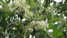 V období květu je strom obalen drobnými bílými kvítečky.
