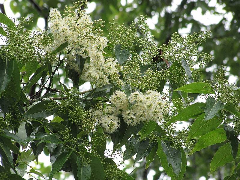 V období květu je strom obalen drobnými bílými kvítečky.