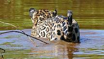 Jaguár vstupuje kvůli lovu do řeky São Lourenço.