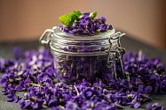 Ze sušených květů violky vonné si snadno připravíte čaj, který uleví při nejrůznějších obtížích s dýcháním.