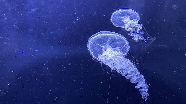 Medúzy jsou krásné, některé ale velmi nebezpečné. Ilustrační foto