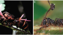 Mravenec napadený zombie houbou ophiocordyceps unilateralis