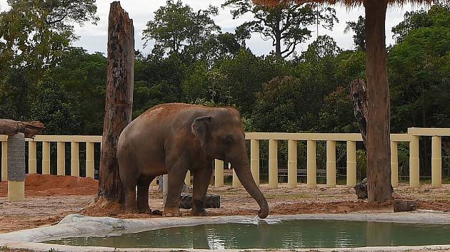 Slon Kaavan ve svém novém domově