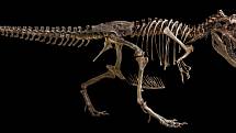 Paleontologové v Argentině objevili pozůstatky dosud neznámého dinosaura.