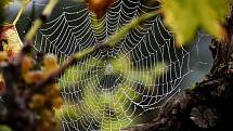 Když různým vláknům pavučiny přidělíte zvukové frekvence, pavučina se rozezní
