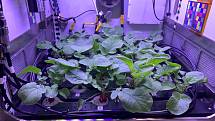Jak vypadá pěstování ředkviček na Mezinárodní vesmírné stanici. Jedním z úkolů členů mise Crew-1 bylo pěstovat ředkvičky ve vesmíru. Zjišťují tak, jak postupovat, aby si astronauti mohli v kosmu pěstovat i vlastní potraviny.