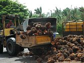 Palmový olej, ilustrační foto
