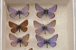 Motýl Xerces modrý z přírody zmizel před osmdesáti lety, nyní je k vidění už jen v muzejních sbírkách.
