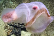 Vědci natočili unikátní záběry vzácné medúzy