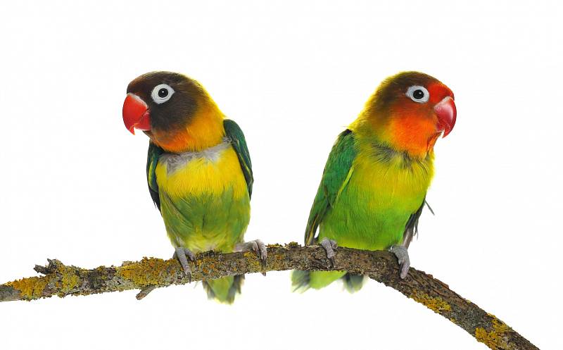 Papoušíci