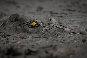 Absolutním vítězem se stal Němec Jens Culmann se snímkem krokodýla ukrytého v usychajícím bahně