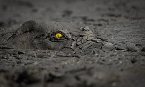 Absolutním vítězem se stal Němec Jens Culmann se snímkem krokodýla ukrytého v usychajícím bahně