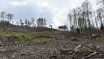 Velký zájem je bohužel také o krádeže dřeva. „Někteří lidé myslí, že když u nás vedle cesty leží dříví dva tři měsíce, tak ho nikdo nechce,“ nechápe šéf lesů ČR.