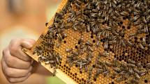 Jarní péče o včelstva v expozici brněnské zoo. Augustin Uváčik přidával do úlů nové čisté rámečky.