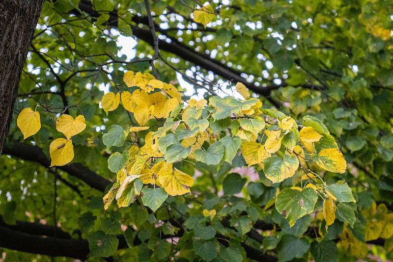 Vlivem sucha začaly stromy předčasně shazovat listí. Foceno ve Zlíně dne 22. srpna 2022