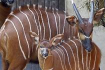 Africká asociace zoologických zahrad a akvárií (PAAZA) kvůli usmrceným antilopám sitatunga z Prahy odebrala zoo v Johannesburgu akreditaci a minimálně na dalších dvanáct měsíců jí pozastavila členství. Ilustrační foto.
