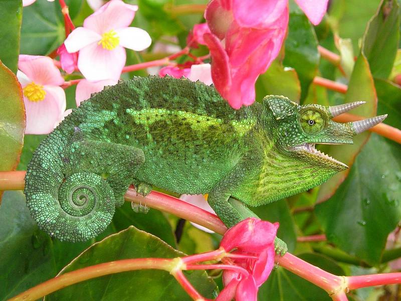 Chameleon