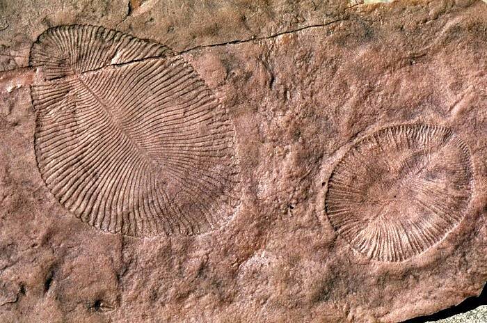 Vědci dlouho bádali, zda je záhadná australská zkamenělina Dickinsonia pozůstatkem rostlin, nebo zvířectva