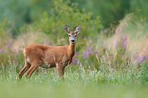 Srnka, ilustrační foto.