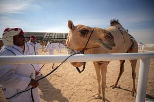 Velbloudí soutěž krásy v Kataru