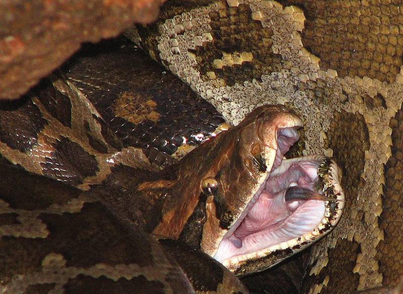 Krajta barmská (Python molurus bivittatus)