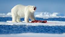 Inuité si po generace předávali pověsti o tom, že lední medvědi v Grónsku a Arktidě loví mrože pomocí nástrojů - háží jim na hlavy kameny či led. Vědci nyní tyto teorie potvrzují. Ilustrační foto
