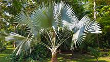 Některé palmy vydrží na vaší zahrádce i celý rok. Musíte si ale vybrat tu, která chlad a mráz zvládne.