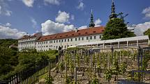 vinice pod Strahovským klášterem