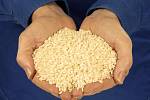 Rýže, kterou by neměla konzumovat ani zvířata, nabízely v minulých dnech některé tuzemské supermarkety. Společnost Podravka - Lagris totiž do desítek tisíc balení použila geneticky modifikovanou rýži od italského dodavatele, která v Česku není povolená.