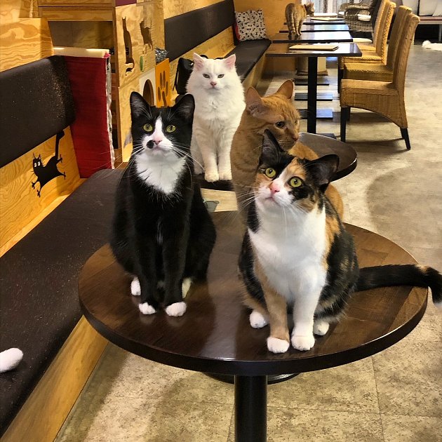 'Obsluha' písecké kočičí kavárny.