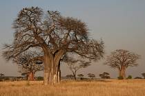 Baobab v Africe