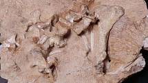 Nalezené fosilní pozůstatky Antarctanaxe shackletoni.