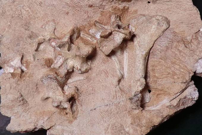 Nalezené fosilní pozůstatky Antarctanaxe shackletoni.