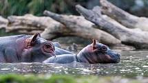 Hroch obojživelný, ZOO Dvůr Králové