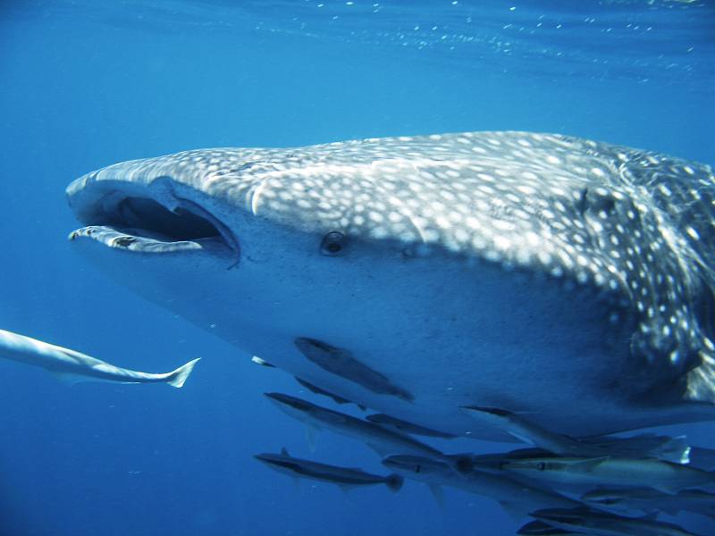 Kvůli jejich ochraně vytvořil v roce 2003 australský mořský biolog Brad Norman jejich otevřenou online fotografickou databázi s názvem The Wildbook for Whale Sharks.