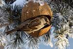 Lidé v zimních měsících rádi pozorují ptáky na krmítku. Krmítko lze vyrobit i z kokosového ořechu.