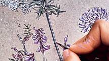 Skicák patří k základnímu vybavení botanického umělce