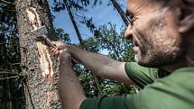 Sucho a kůrovec. Tato dvojice nyní ohrožuje české lesy. Oslabené dřeviny jsou náchylnější vůči cizopasným houbám i škůdcům. Teplotní extrémy oslabují lesní porost. Nejvíce je tímto vývojem ohrožen právě smrk a jeho hlavním škůdcem je právě kůrovec. V okol