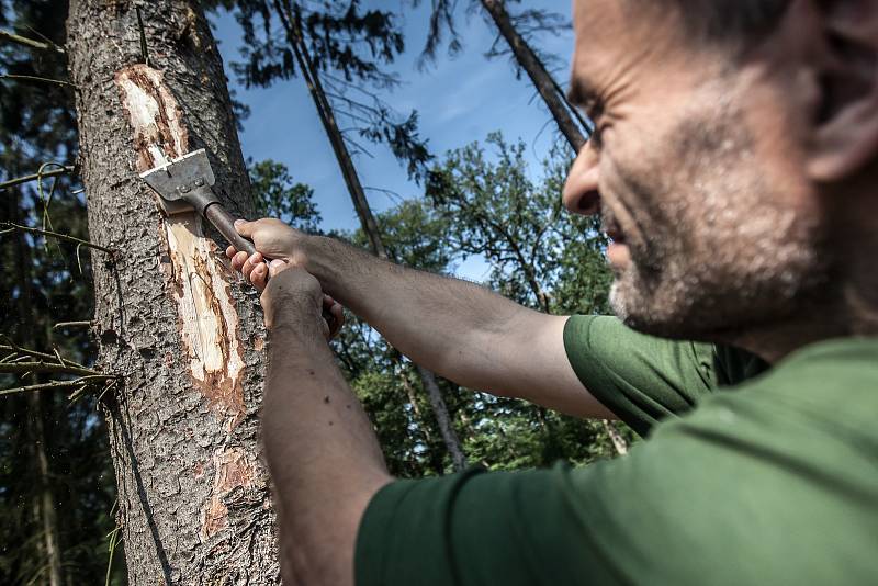Sucho a kůrovec. Tato dvojice nyní ohrožuje české lesy. Oslabené dřeviny jsou náchylnější vůči cizopasným houbám i škůdcům. Teplotní extrémy oslabují lesní porost. Nejvíce je tímto vývojem ohrožen právě smrk a jeho hlavním škůdcem je právě kůrovec. V okol