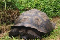 Američtí vědci objevili na Galapágách nový druh obří želvy. Jeho existenci tušili již delší dobu vzhledem k tomu, že krunýř těchto želv nemá tak kupolovitý tvar jako ostatní. 