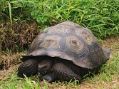 Američtí vědci objevili na Galapágách nový druh obří želvy. Jeho existenci tušili již delší dobu vzhledem k tomu, že krunýř těchto želv nemá tak kupolovitý tvar jako ostatní. 