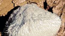 Korálovec ježatý