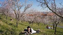 Na jaře rozkvetou stromy na svahu Petřína miliony kvítků a zaručeně vytáhnou romanticky založené povahy na vycházku nebo si jen tak poležet v trávě a relaxovat.