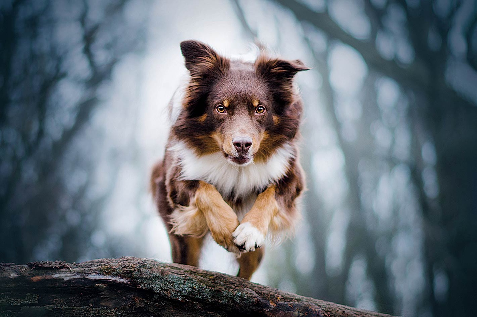 Pes s očima duchů. Australský ovčák najde uplatnění ve sportech i jako  společník - Kladenský deník