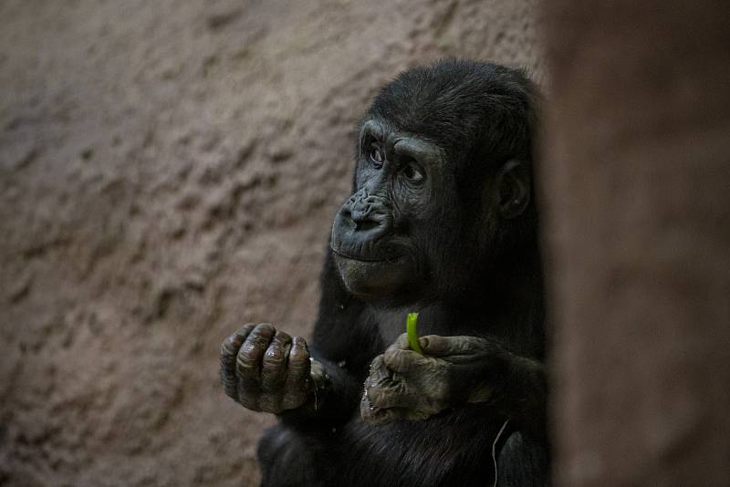 Malá gorila si v tichu pavilonu pochutnává na zelenině. Už 41 dní roku 2021 si za sklem nemohla prohlédnout žádnou návštěvu jejího pavilonu.