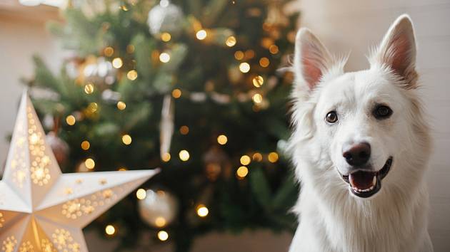 K Vánocům neodmyslitelně patří ozdobený stromeček. Někteří psi si ale výzdobu mohou splést s hračkami