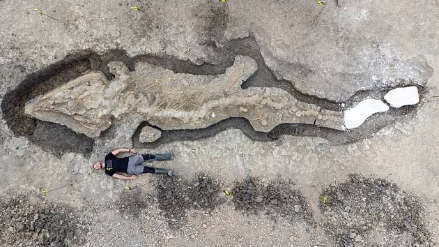 Dosud největší nalezenou fosilii ichtyosaura v Británii objevil Joe Davis. Měřítko pro snímek poskytl svým tělem paleontolog Dean Lomax