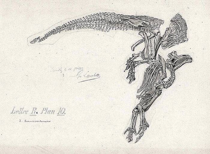 Náčrt údajného vzhledu fosilie iguanodona, pořízený v roce 1882, kdy byla zkamenělina nalezena poblíž belgické obce Bernissart